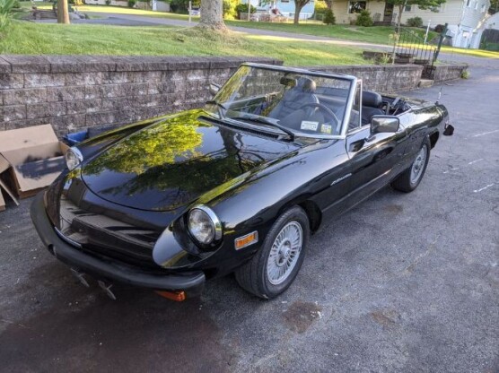1981 Alfa Romeo Spider